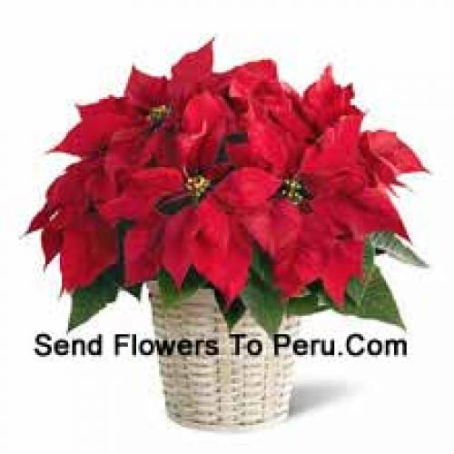 Cute Poinsettia in Basket