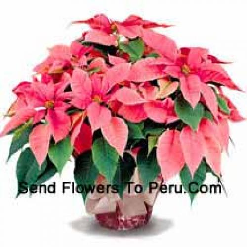 Elegant Poinsettias with Leaves