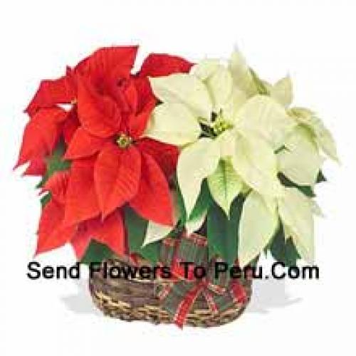 Beautiful Red and White Poinsettias in Basket